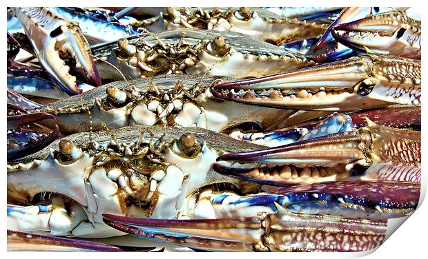Live Blue SWimmer Crab wall art Print by Geoff Childs