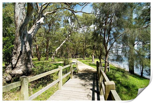 Gum Tree Walk Footbridge. Print by Geoff Childs