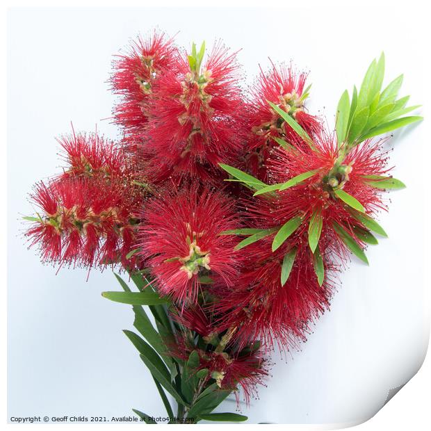 Isolated Bouquet of Red Bottlebrush flowering plant, Callistamon Print by Geoff Childs