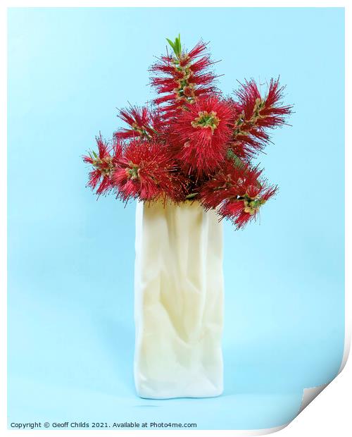  Red Bottlebrush flowers in a white vase closeup. Print by Geoff Childs