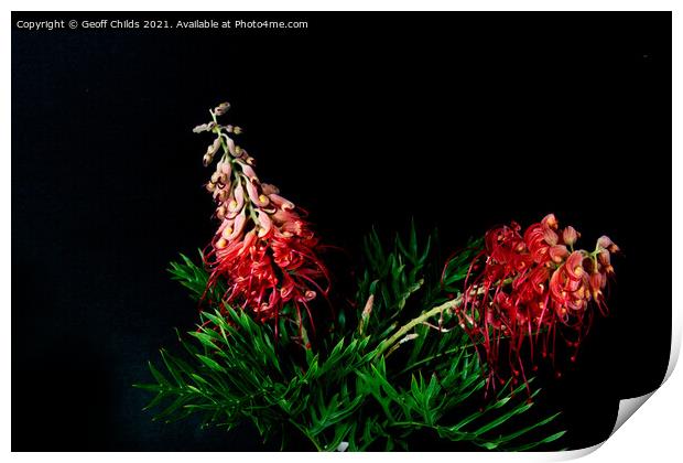 Two colourful Red Grevillea blooms up close isolat Print by Geoff Childs