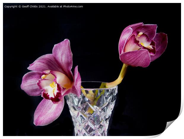  Pretty Purple pink Cymbidium Orchid in a Vase on  Print by Geoff Childs