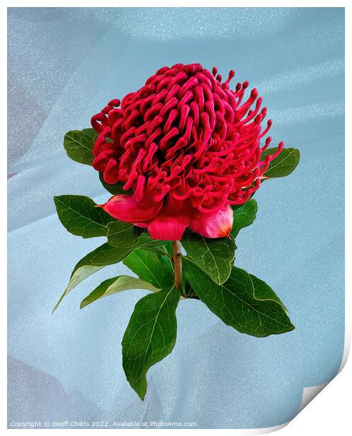 Red Waratah flower closeup isolated on light blue. Print by Geoff Childs
