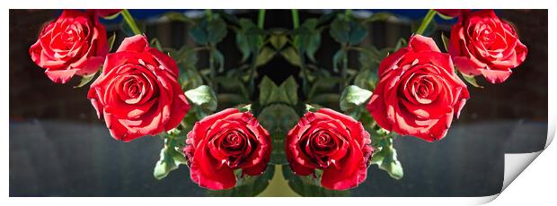 Six Pretty red Roses flower indoors display on a dark background  Print by Geoff Childs