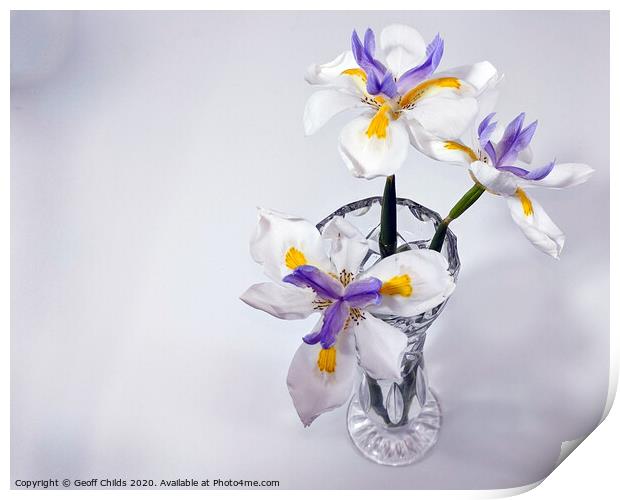 Wild Iris in glass vase. Print by Geoff Childs