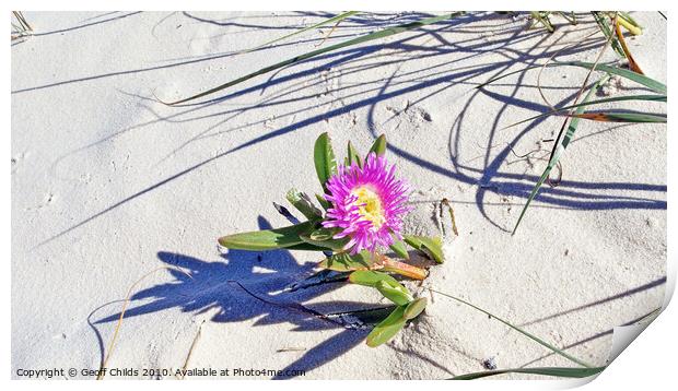 Fraser Island pink beach flower. Print by Geoff Childs