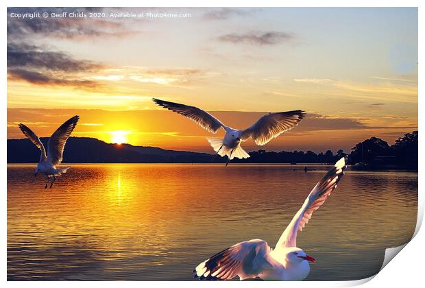 Seagulls in a golden sunrise waterscape. Print by Geoff Childs