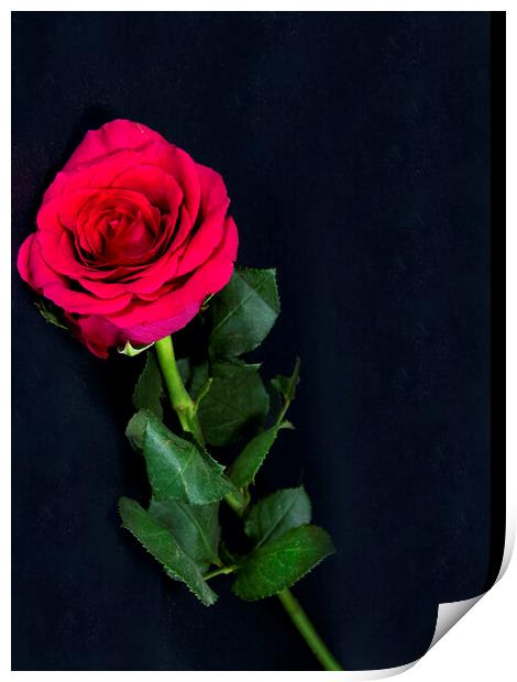 Red Rose flower on black. Print by Geoff Childs