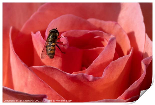 Hoverfly on Rose Print by Ian Rosenthal