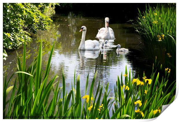 Swan Family and Pond orchids. Print by Chris North
