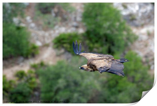 Griffon vulture on the hunt. Print by Chris North