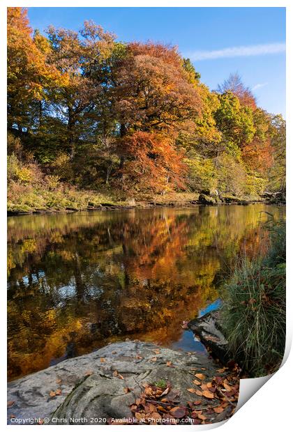Autumn woods on the river Wharfe,  Print by Chris North