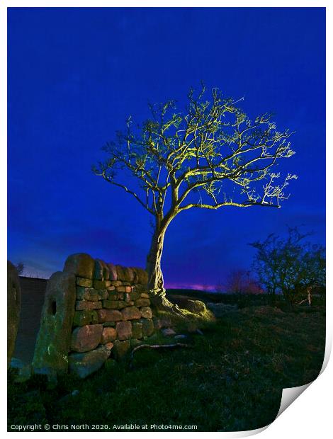 Twilight tree. Print by Chris North