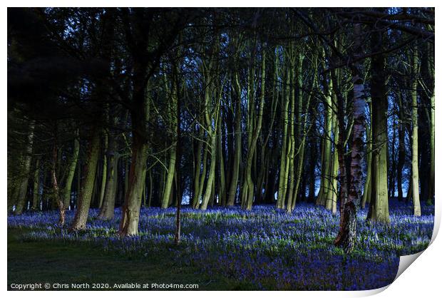 Bluebells of Bolton Abbey woods Print by Chris North