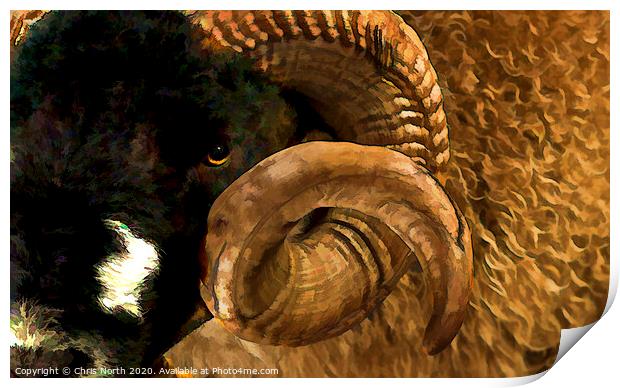 Dales breed Ram Print by Chris North