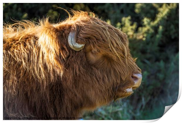 Highland cattle on Ilkley Moor Print by Chris North