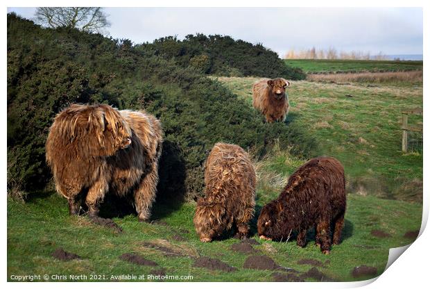  Highland cattle grazing on Ilkley moor. Print by Chris North