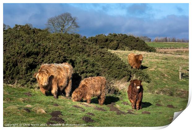  Highland cattle grazing on Ilkley moor. Print by Chris North