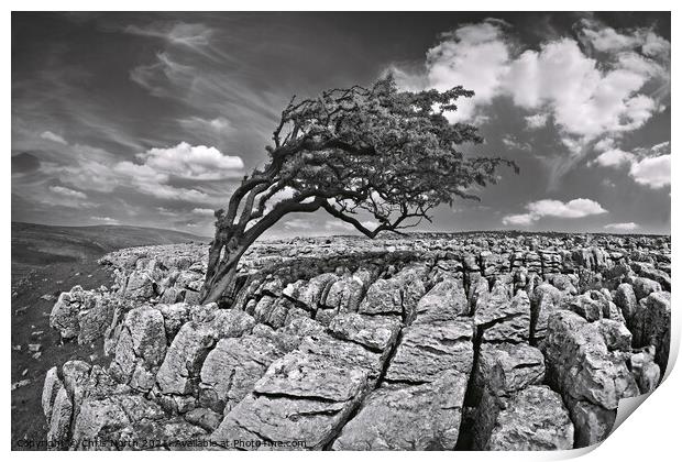 Wind swept tree on Twisleton moor, Yorkshire Dales. Print by Chris North