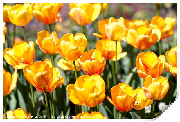 Golden Tulips in the Sunshine Print by Robert M. Vera