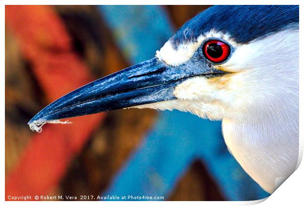 Black-crowned Night Heron - Nycticorax nycticorax Print by Robert M. Vera