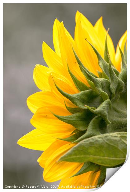 Sunflower in Spring Print by Robert M. Vera