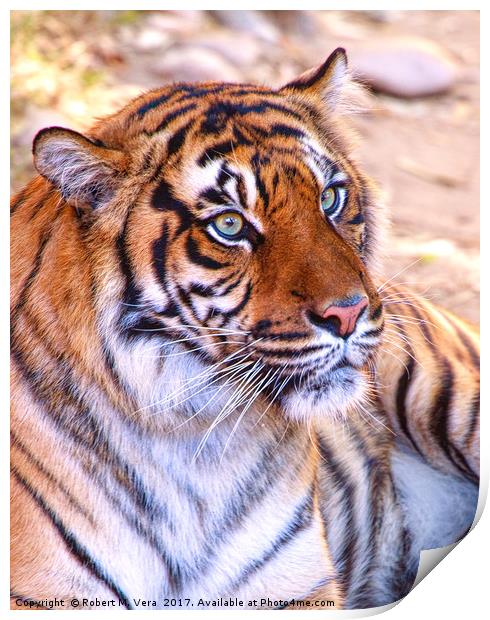 Portrait of a Sumatran Tiger - Panthera tigris sum Print by Robert M. Vera