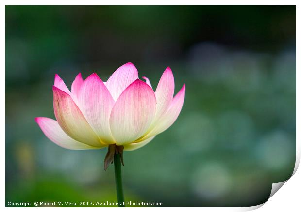 Lotus Flower Print by Robert M. Vera
