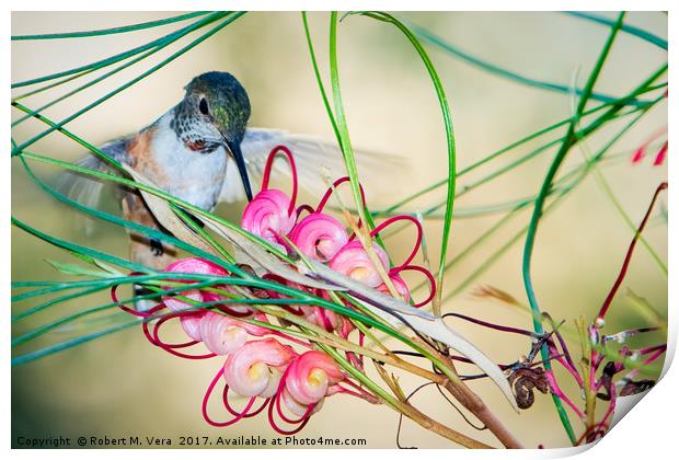 Hummingbird Feeding Print by Robert M. Vera