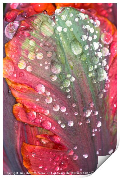 Orange, Red and Green Tulip with Raindrops Print by Robert M. Vera