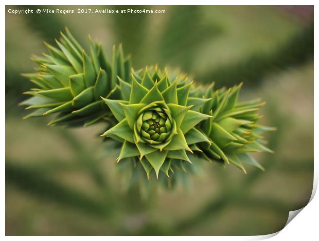 Monkey puzzle tree - sharp!         Print by Mike Rogers