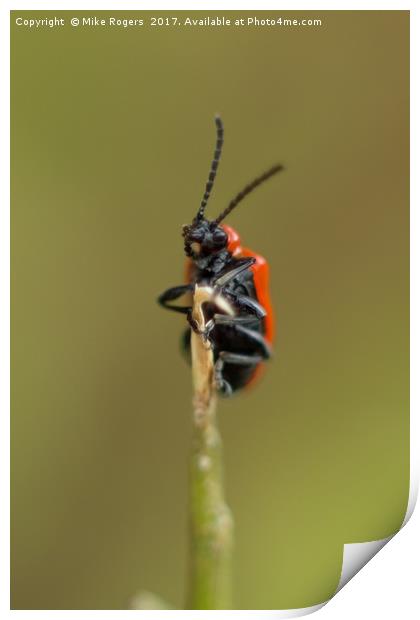 Scarlet Lily Beetle Print by Mike Rogers