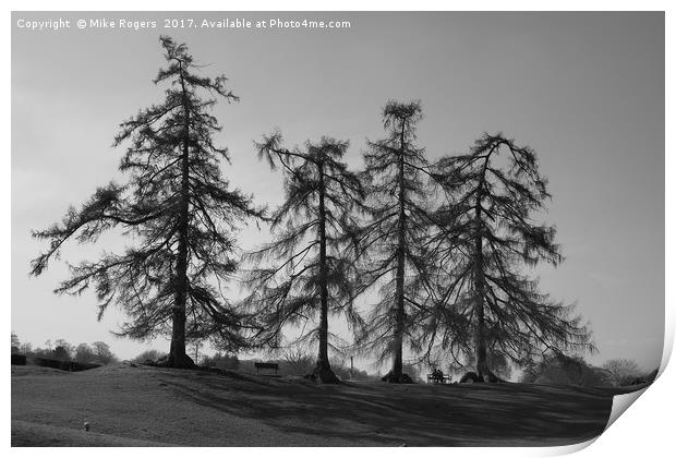 Four old windblown friends                         Print by Mike Rogers