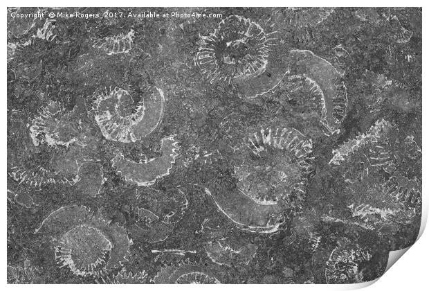 Ammonites in the rocks Print by Mike Rogers