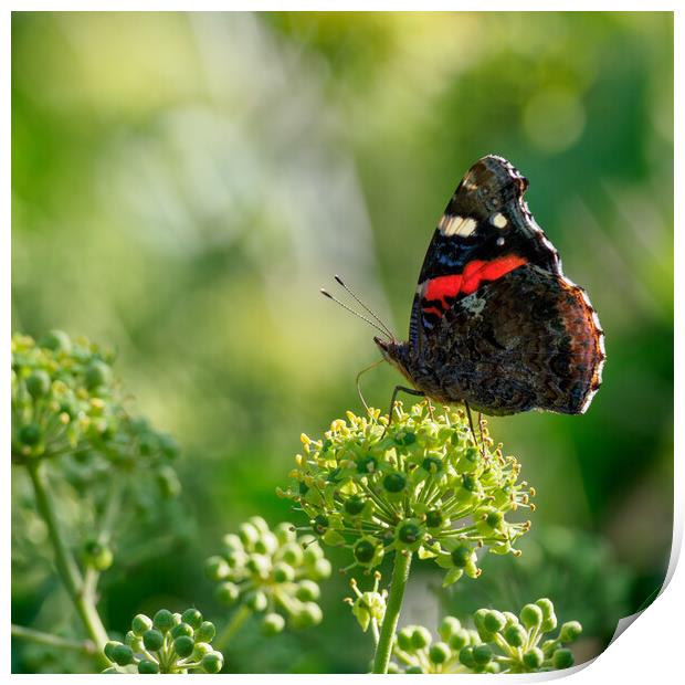 Red Admiral Butterfly Print by Maarten D'Haese