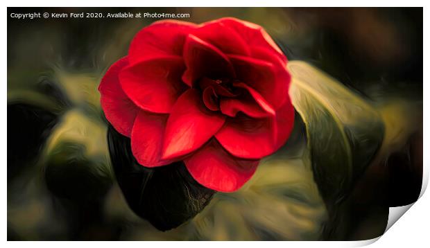 Single Red Camelia Print by Kevin Ford