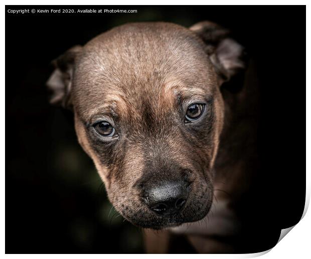 Staffordshire Bull Terrier Puppy Print by Kevin Ford