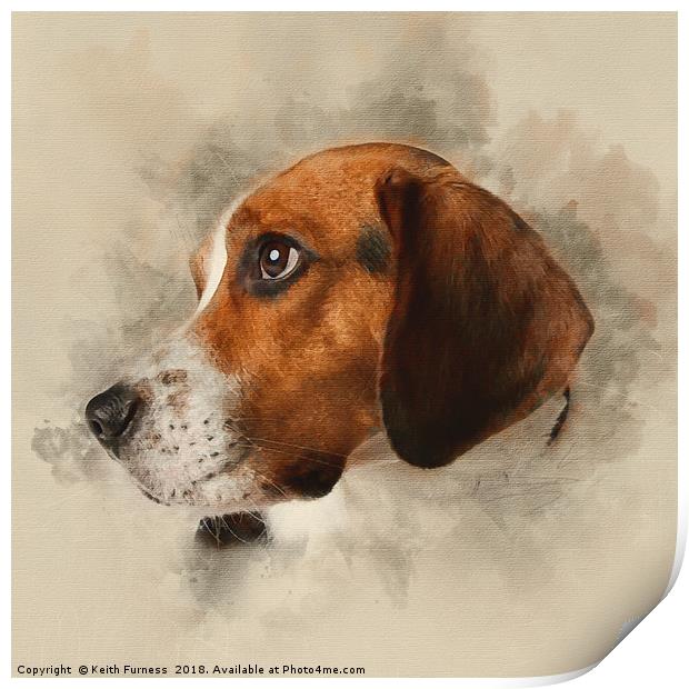 Beagle Print by Keith Furness