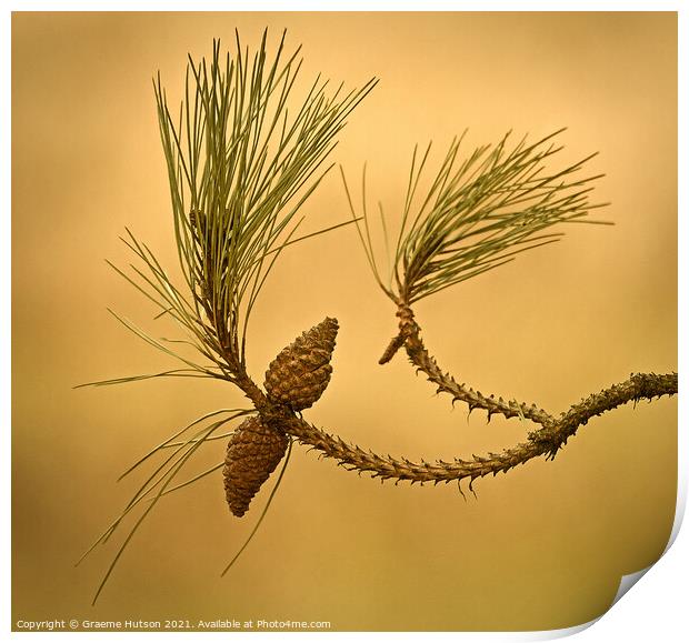 Two pine cones Print by Graeme Hutson