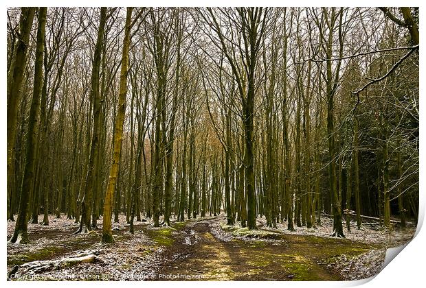 Winter woodland Print by Graeme Hutson