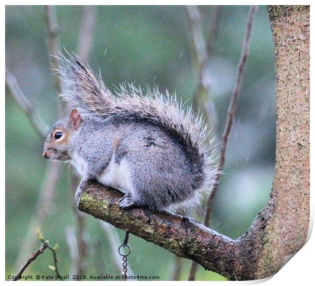 Grey squirrel  Print by Kate Small