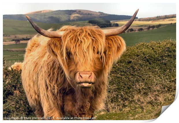 Highland Cattle Print by Chris Horsnell