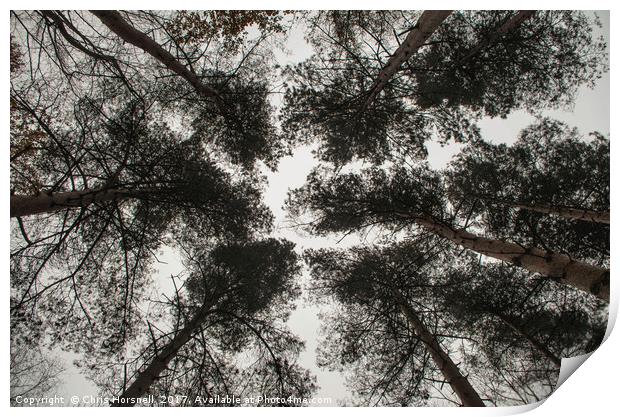 Canopy Print by Chris Horsnell