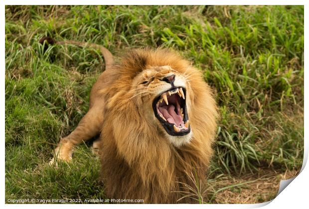 The real anger of Lion Print by Yagya Parajuli