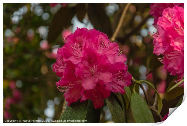 Rhododendron red flower with greenery Print by Yagya Parajuli
