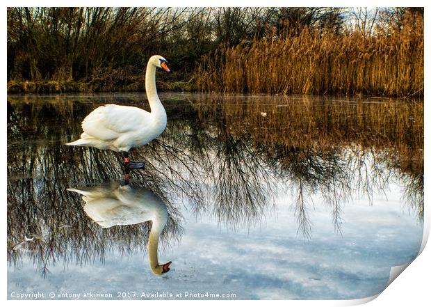 Swan on Lake Print by Antony Atkinson