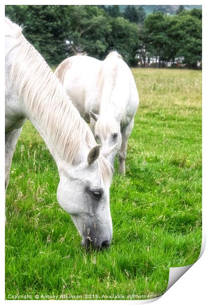 White Horses Print by Antony Atkinson