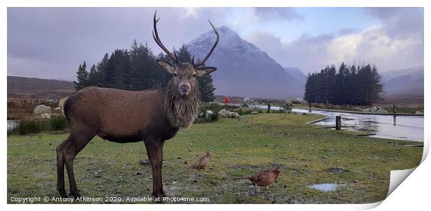 Red Deer Stag at Glencoe im the Scottish Highlands Print by Antony Atkinson