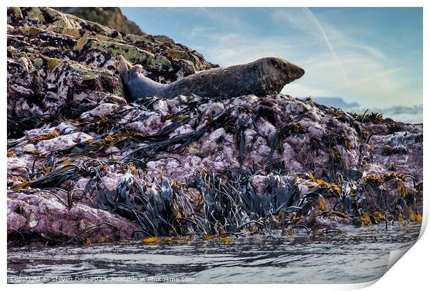 Solitary Atlantic Grey Seal atop Rocky Expanse Print by Steven Dale