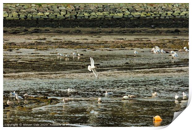 Birds harmoniously gather on River Gwaun Print by Steven Dale